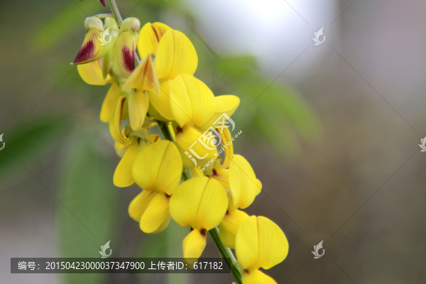 黃花,花朵