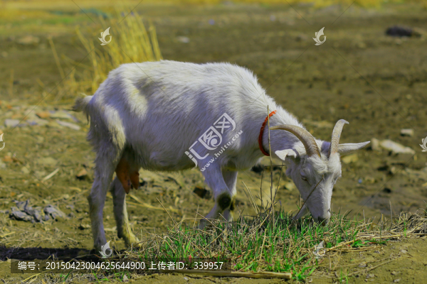 羊