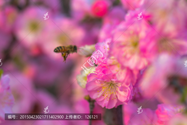 蜜蜂與梅花