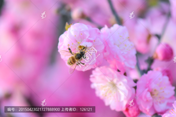 蜜蜂與梅花