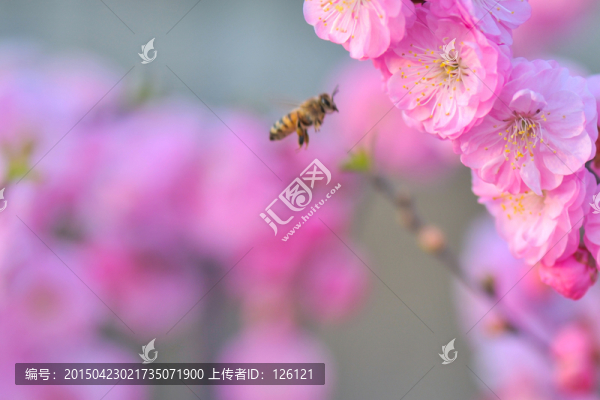 蜜蜂與梅花