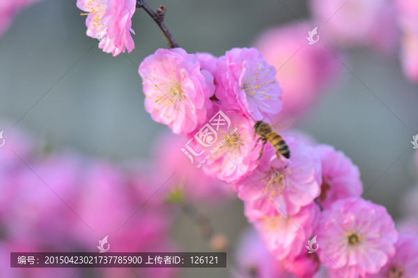 梅花與蜜蜂