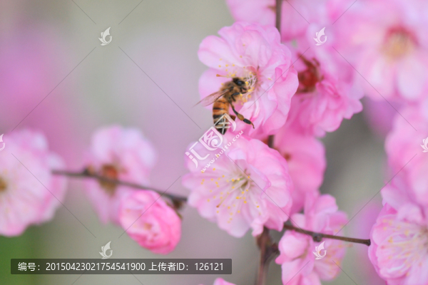 蜜蜂與梅花