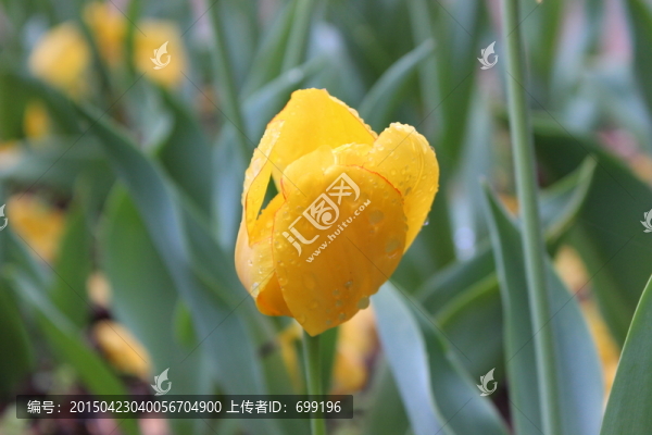 黃色花