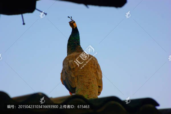 孔雀