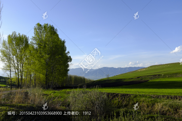 田野