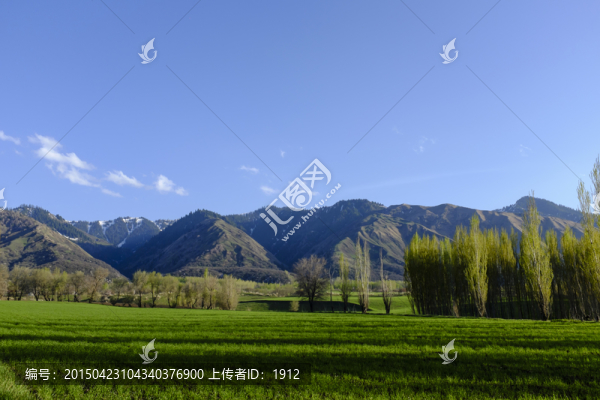 田野