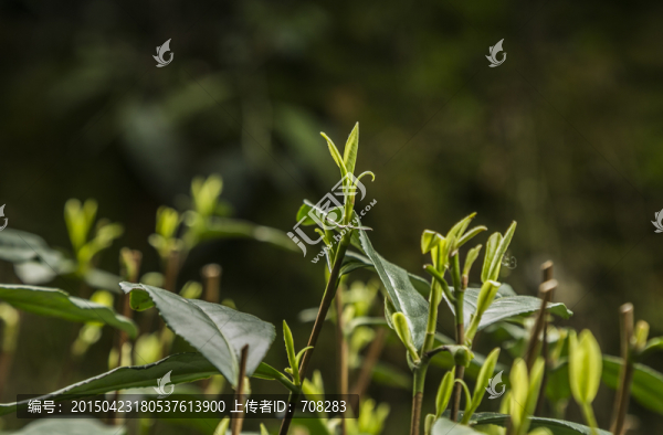 茶園特寫(xiě)