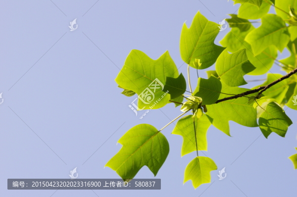 樹(shù)葉