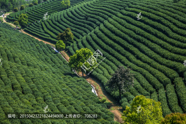 茶園