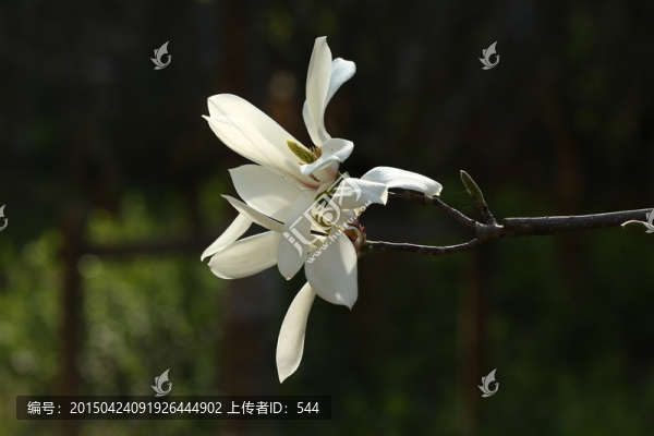 玉蘭花
