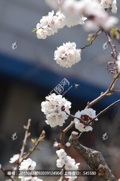 春天來了