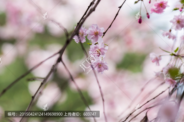 櫻花