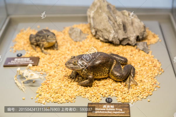虎皮蛙