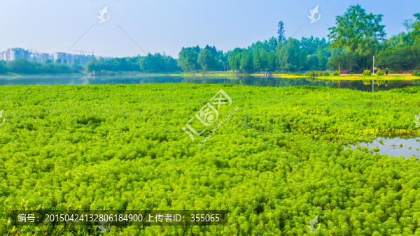 雙流濕地公園