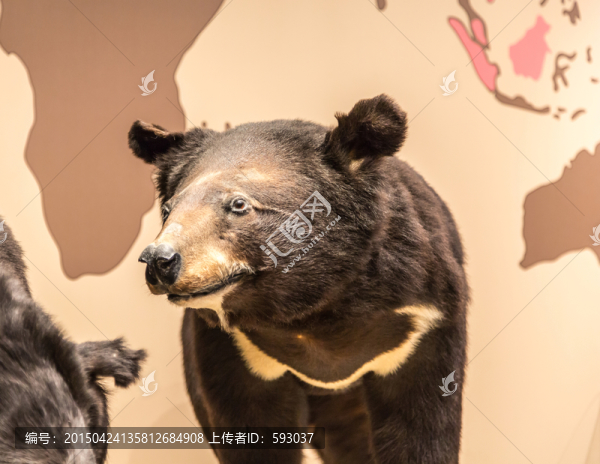 狗熊