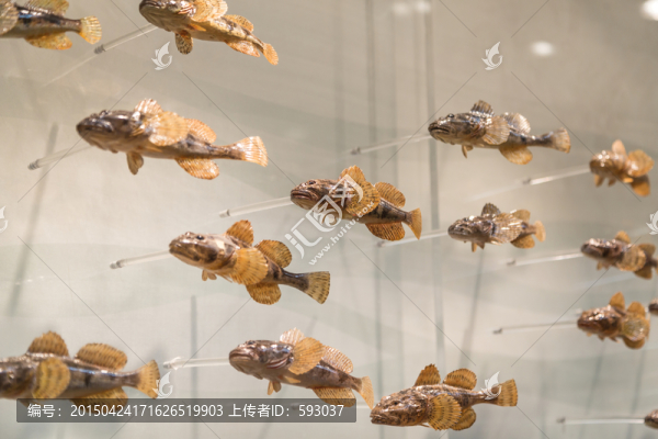 六鰓鱸魚