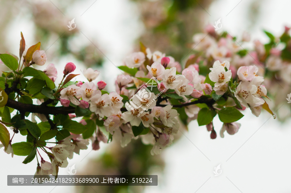 海棠花