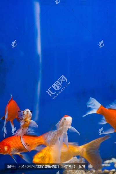 鯉魚