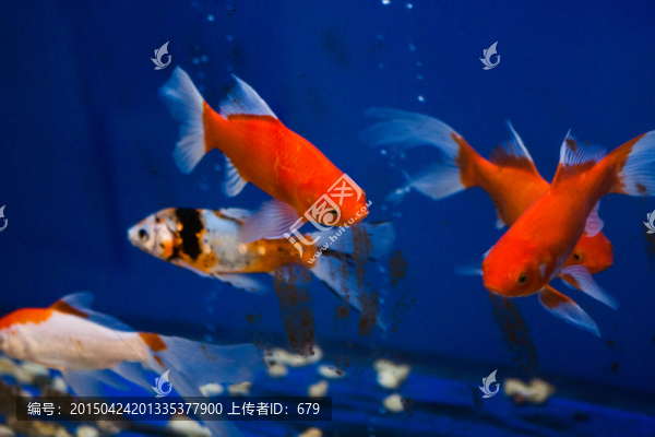 觀賞魚