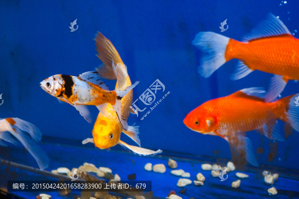 錦鯉