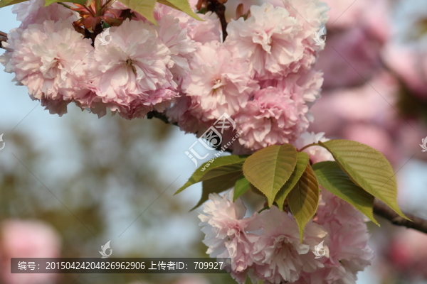 花花