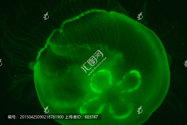 桃花水母
