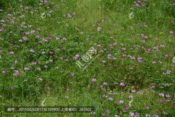 草籽花