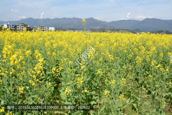 油菜花