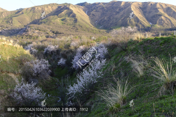 山野