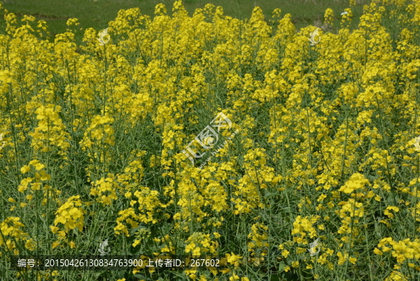 油菜花
