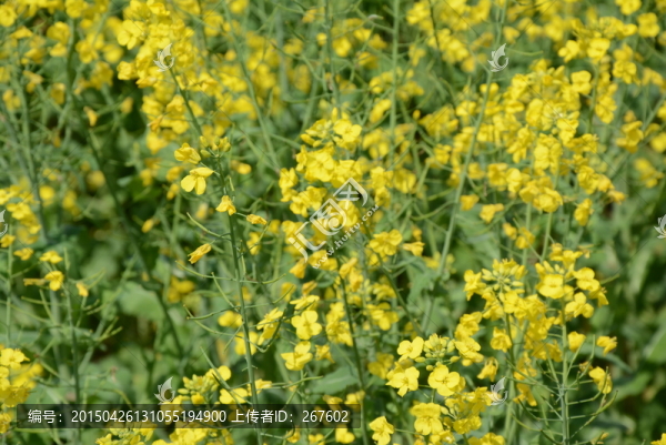 油菜花