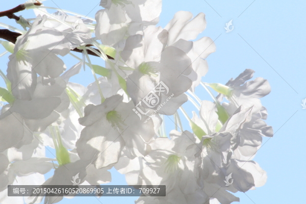 白色工藝花