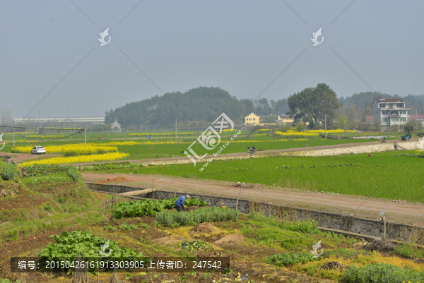 田野