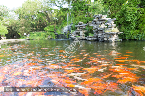 紅鯉魚