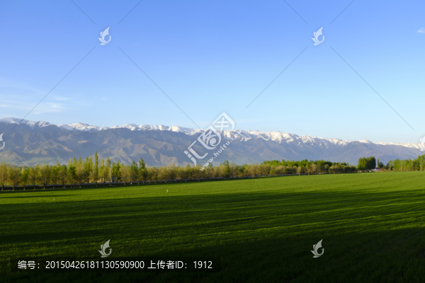 綠色田野