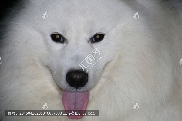 薩摩耶