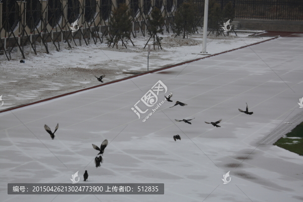 喜鵲