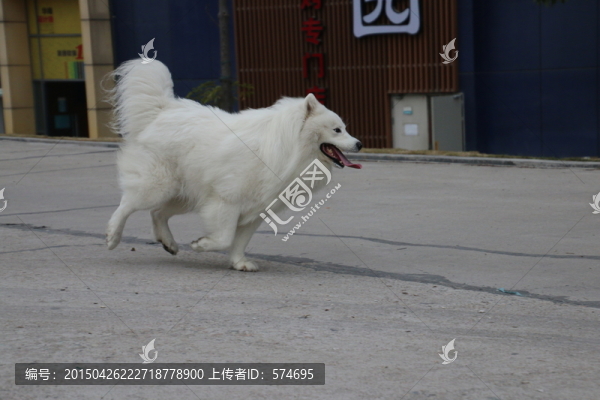 奔跑的薩摩耶