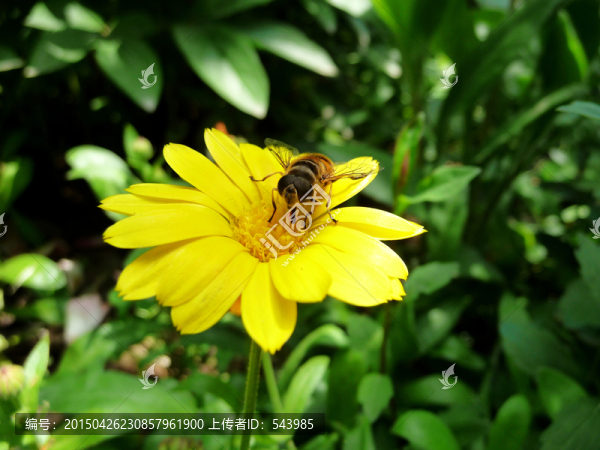 太陽(yáng)花