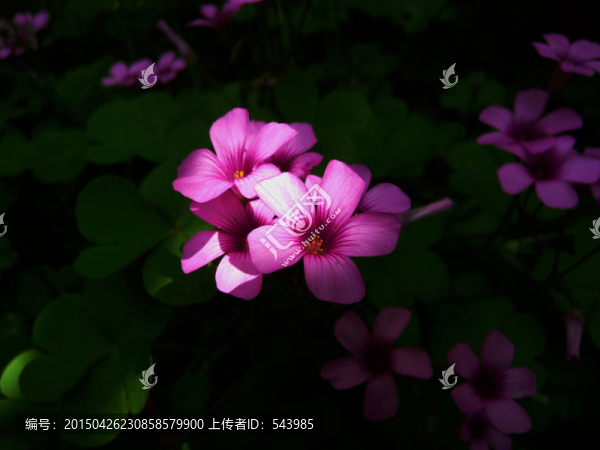 小花三葉草花