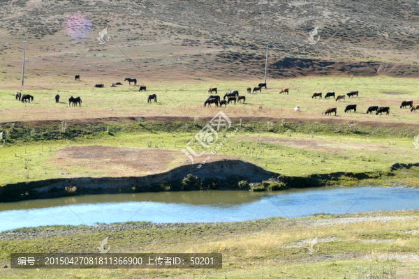 新疆高原草原草甸牧馬湖泊風(fēng)景