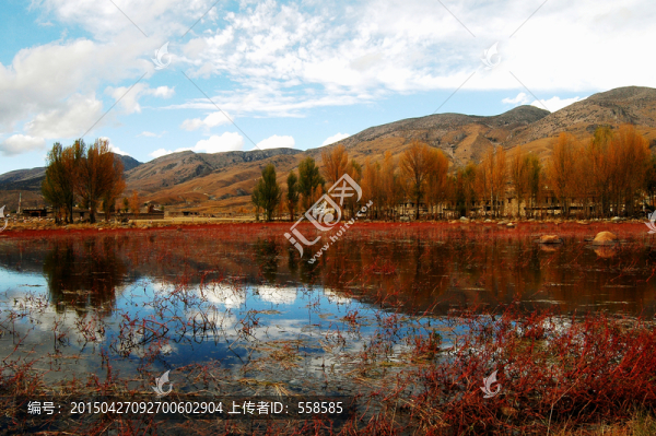 稻城秋色,水草,四川