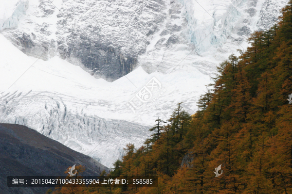 稻城秋林,雪山,四川
