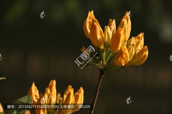 杜鵑花