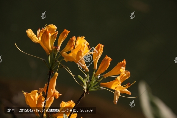 杜鵑花