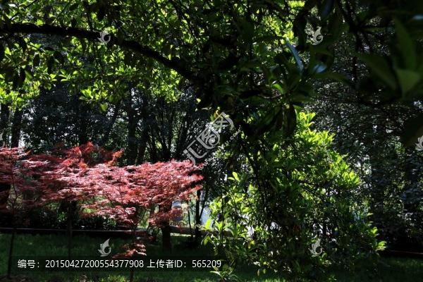 楓樹