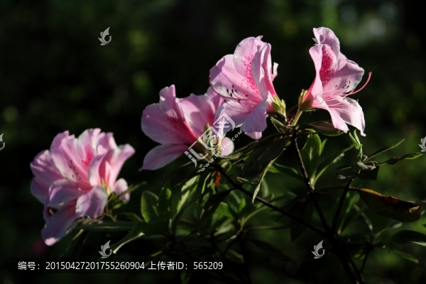 杜鵑花