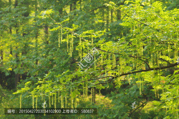 樹枝樹葉