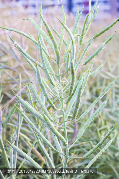 油菜,油菜果實(shí)